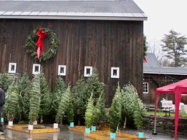 Christmas tree sales --- and a visit from Santa --- in Grafton