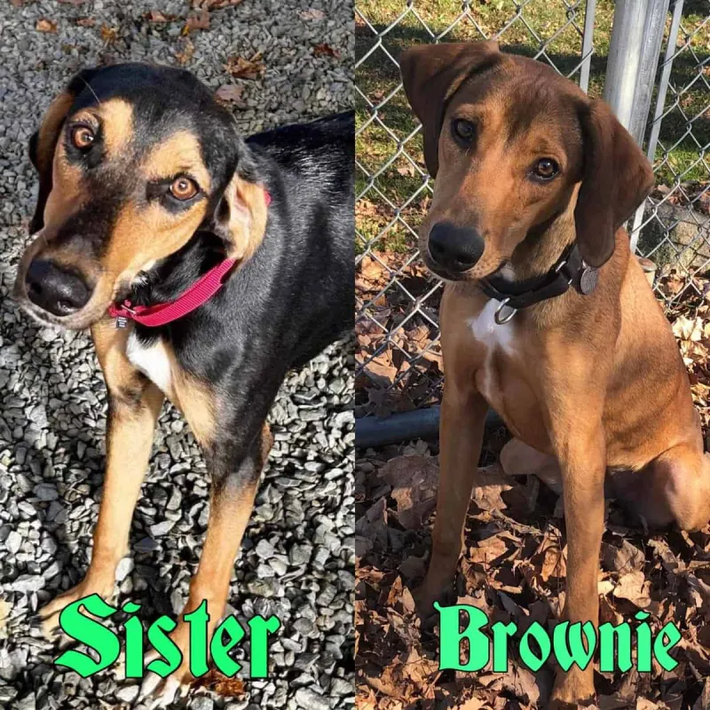 Featured pets