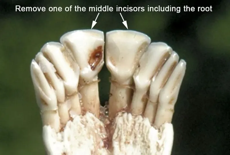 Vermont Wildlife Officials Want Hunters to Send in a Deer's Tooth
