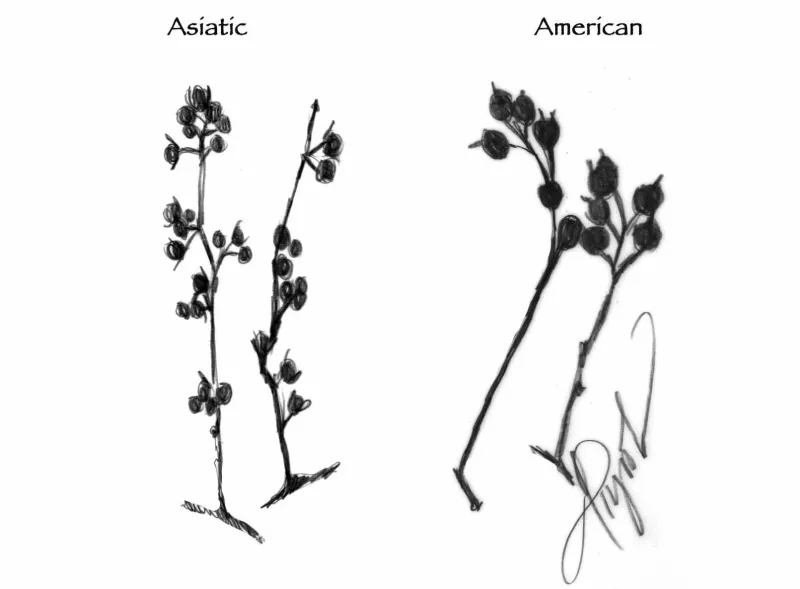 Asiatic Bittersweet: Festive, but Invasive