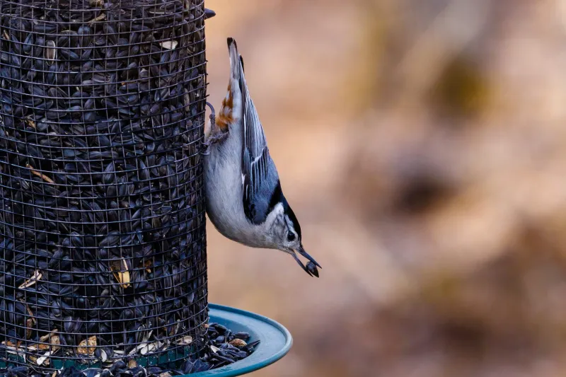 Vermont experts offer guidance for bringing birds, not bears, to the feeder
