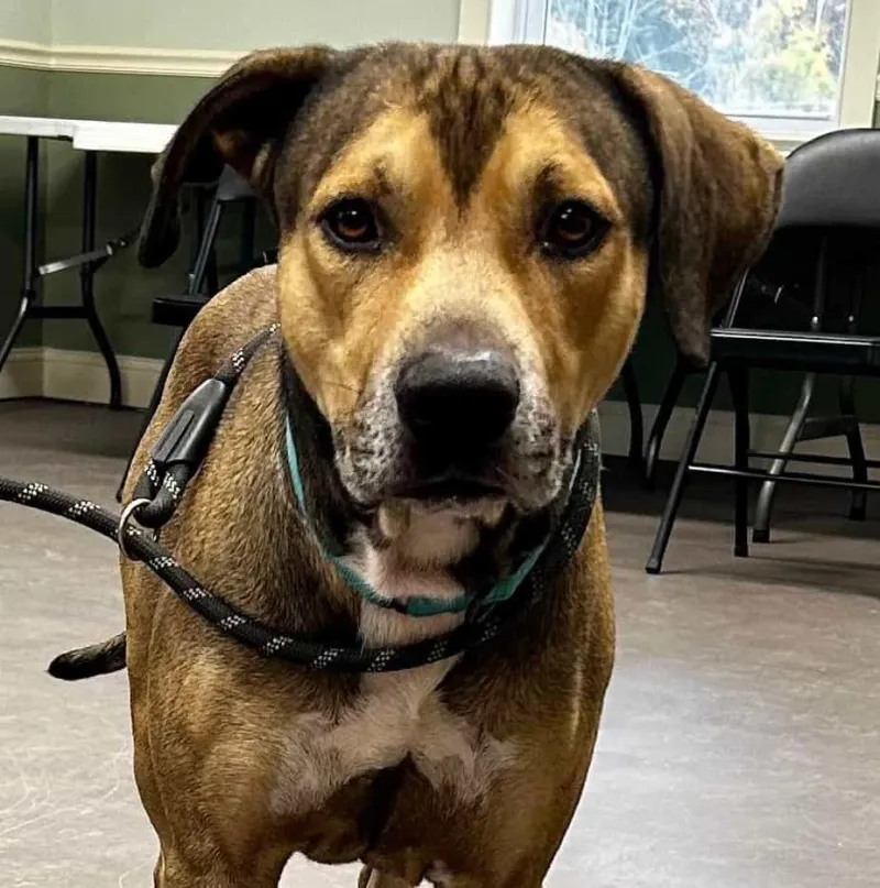 Featured Pet: Parker