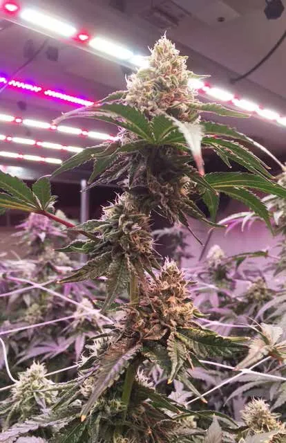 Vt.'s Budding Cannabis Industry Grows in WRV