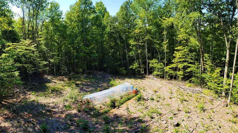 Seed Size and Forest Floor Conditions Determine Tree Seedling Survival in Extreme Weather
