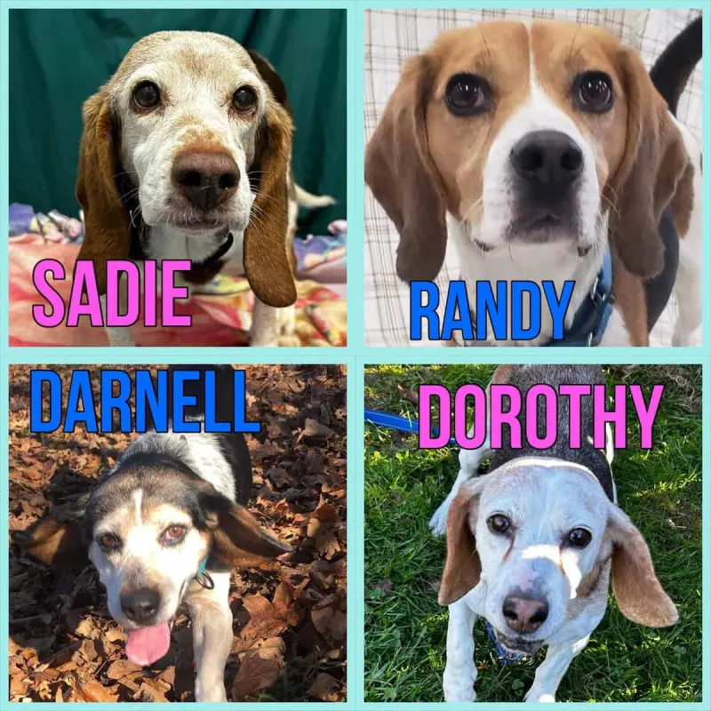 Featured Pets: Beagles
