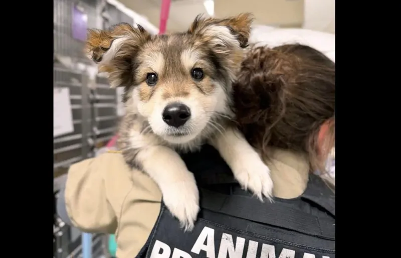 Spokane Man Facing Charges for Brutal Assault on Puppy, Also Threw It Across a Yard