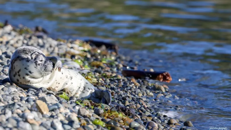 Malnourished harbor seal pup rescued in Bellingham, recovering in Des Moines