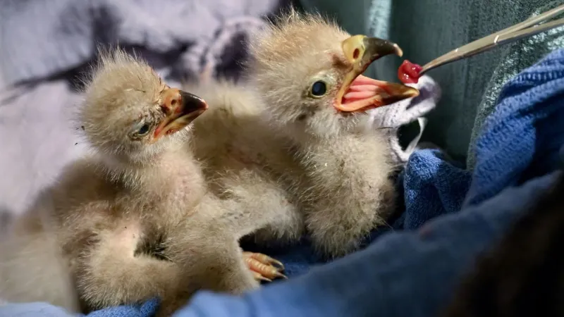 Bald eagle chicks rescued in Washington get second chance ahead of U.S. 250th anniversary
