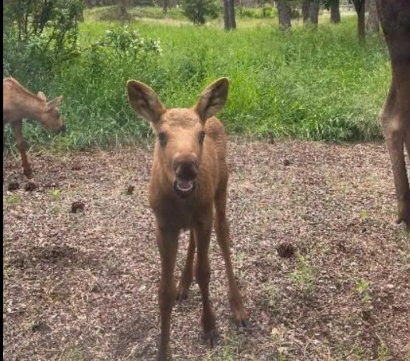 Spokane Moose 229 Gives Birth to Rare Set of Triplets
