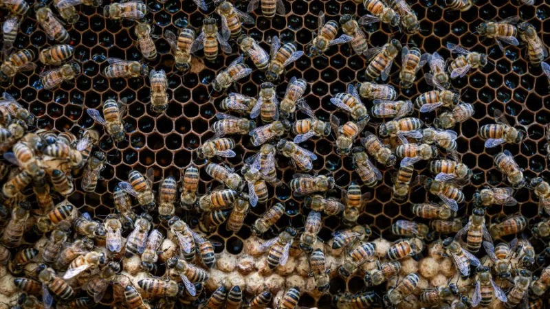 'We're losing bees every winter': Bee expert warns of tiny parasite killing 40% of colonies