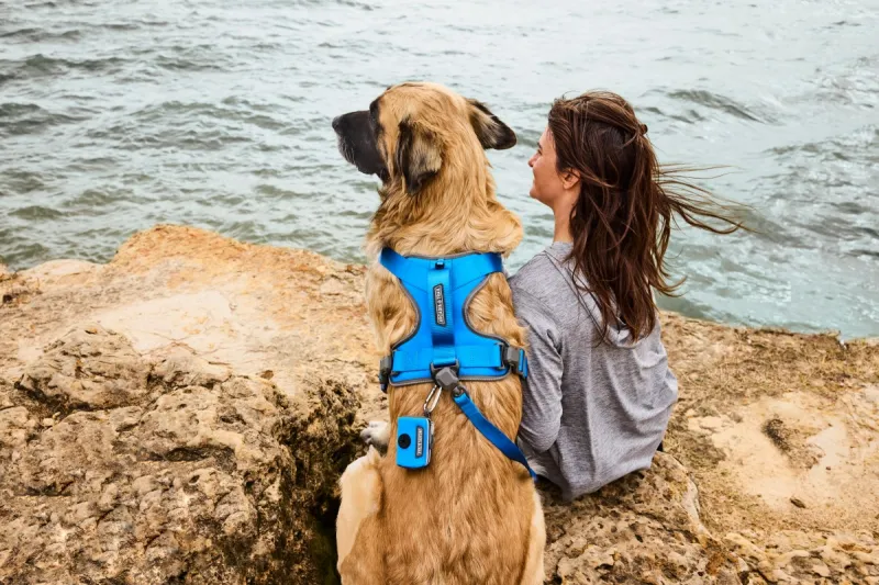 Q+A: Keeping Your Pets Safe, Happy + Cool This Summer