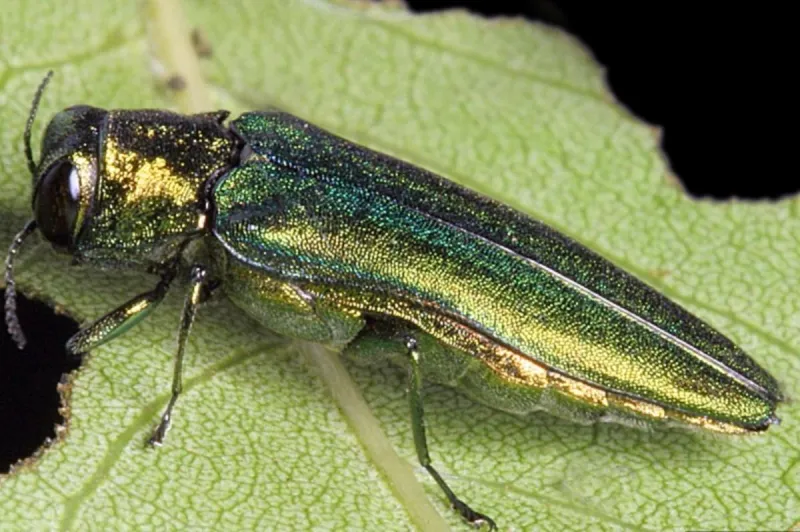 Emerald Ash Borer Continues To Spread In The Willamette Valley