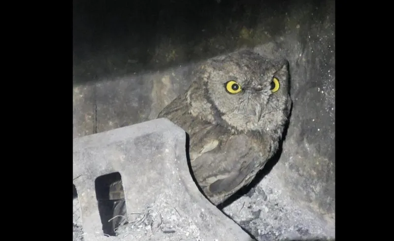 Pasco Police Have a Hoot With Residencial Chimney Rescue