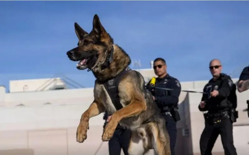 Kennewick Police--2025 Annual Report Shows Overall Crime Dropped 19 Percent