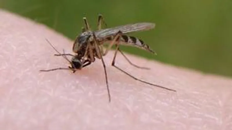 West Nile virus detected in mosquitoes collected in Moses Lake area