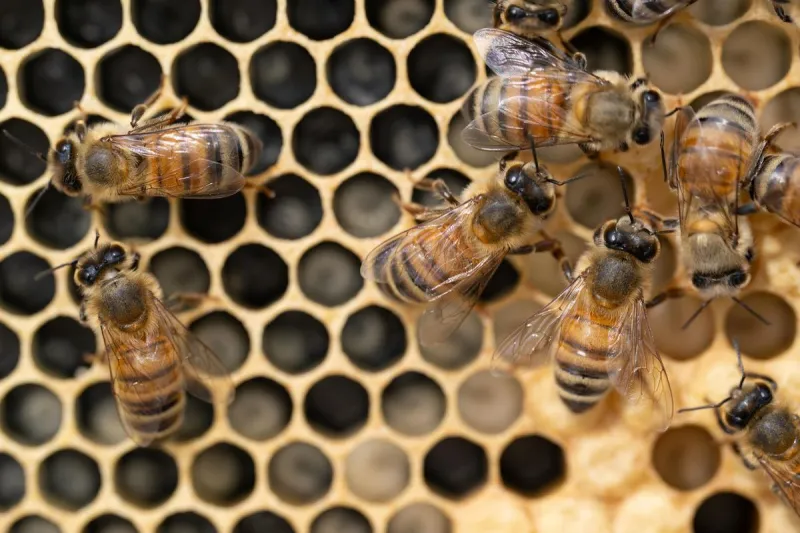 Honeybee Colony Collapse Continues, But At A Slower Pace