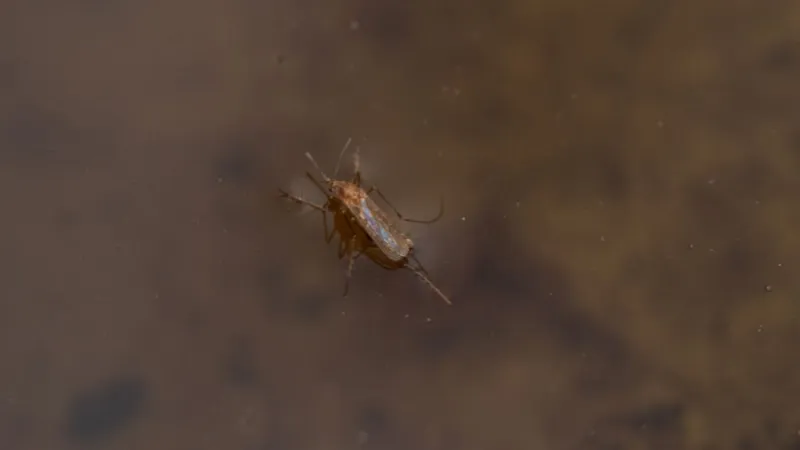 West Nile virus detected in mosquitos in Grant County