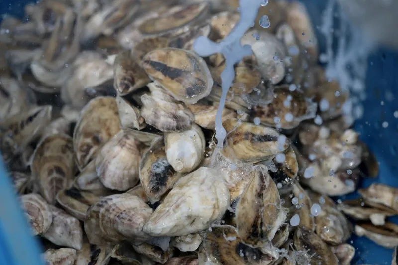 Cooking & Freezing Won't Make Hood Canal Shellfish Safe Right Now