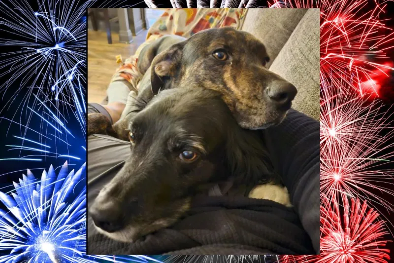 Best Fourth of July Pet Safety Tips for Tri-Cities Residents