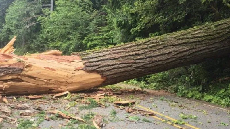 Large tree blocking both directions of US 101