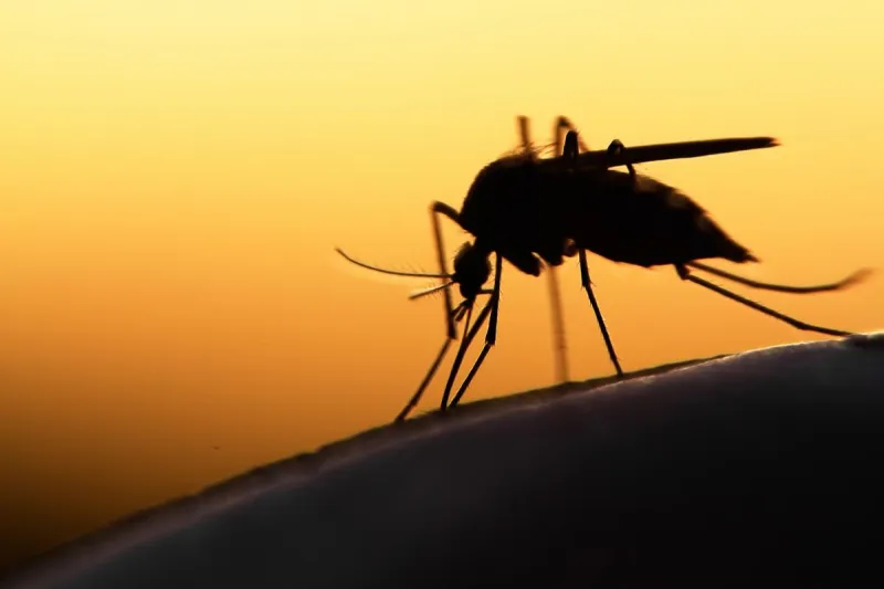 Protect Yourself From Mosquitos This Summer