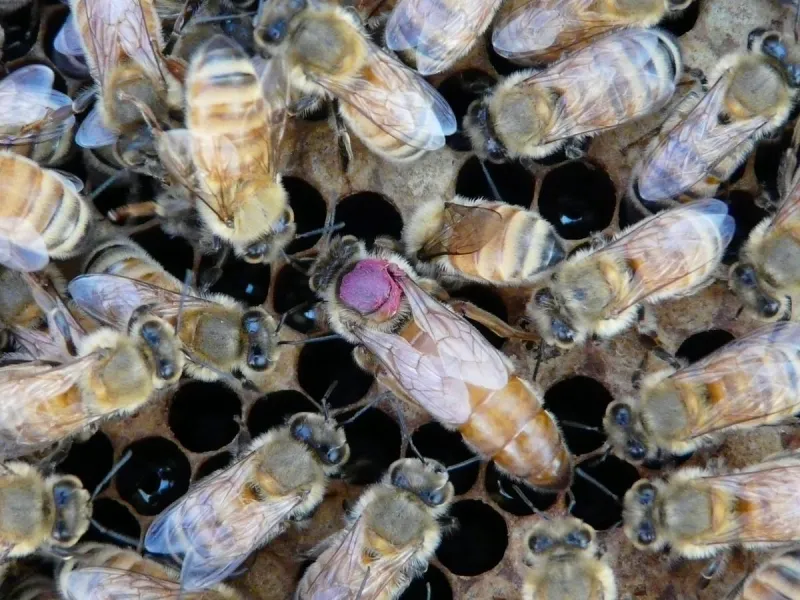 Queen Bees Offload Pesticides To Eggs