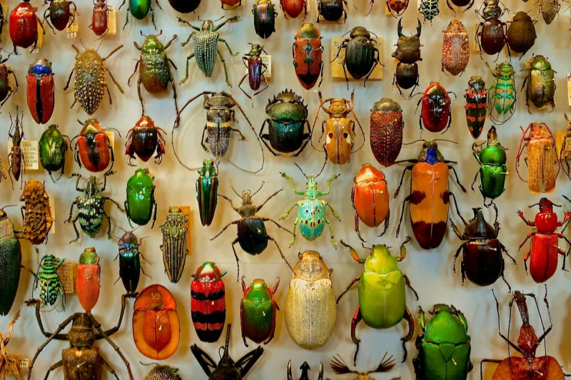 This Washington-Only Beetle Is Surprisingly Rare