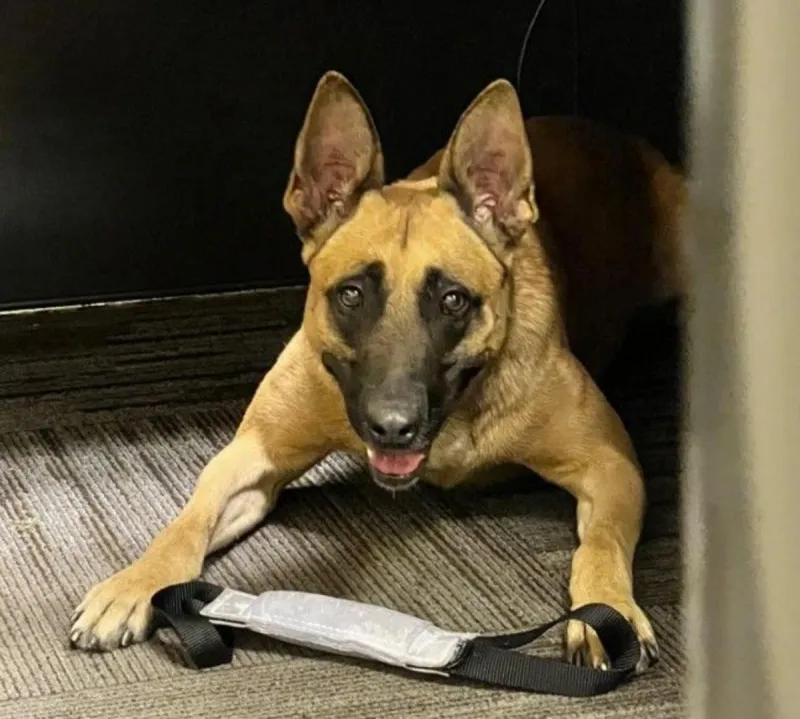 Wanted Felon Surrenders After Walla Walla K-9 Warnings