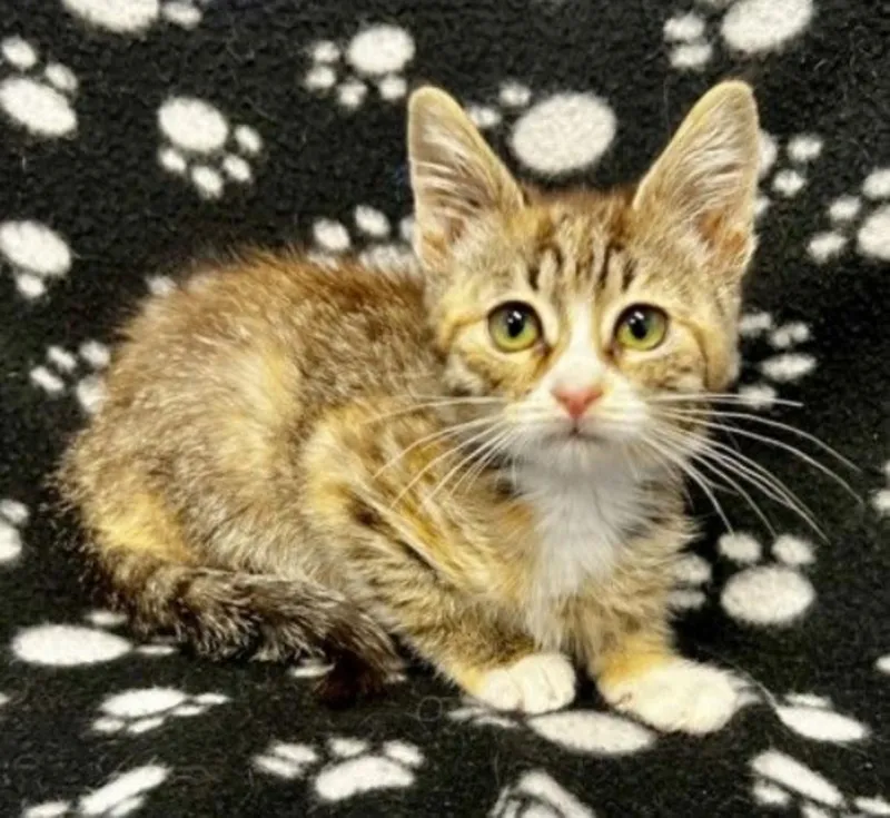 Tri-Cities Kitten Twilah Is Ready to Steal Your Heart