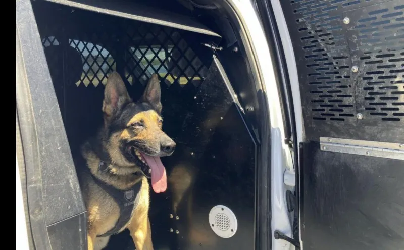 Kennewick K-9 Locates, Apprehends Machete Assault Suspect in Columbia Park