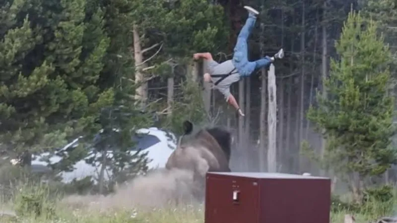 Viral video captures bison launching Washington man into air at Yellowstone