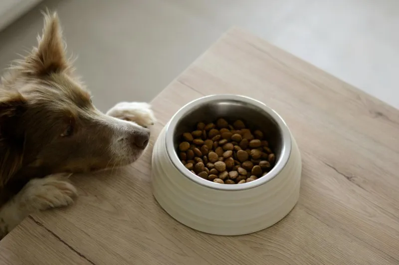 YHS Pet Pantry Empty, Donations Needed