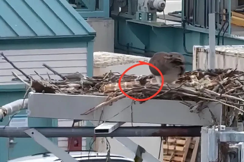[VIDEO] Watch Baby Ospreys Just Hatched at This WA Ferry Terminal