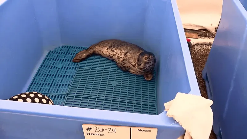 Harbor seal pup shot in the head, third seal rescued with gunshot wounds in 9 months