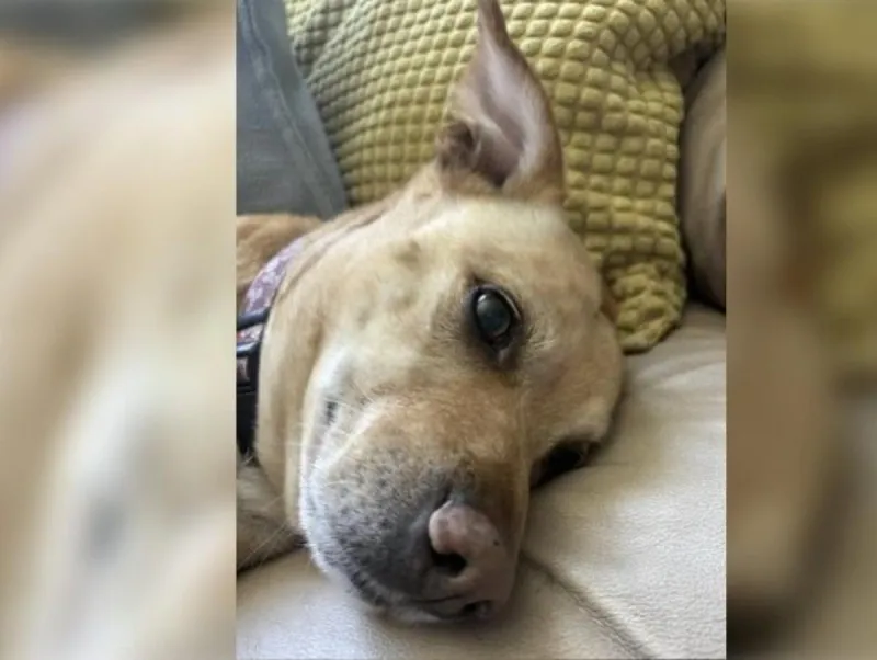 Meet Sunshine: Tri-Cities Rescue Dog Needs a Forever Home