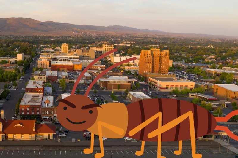 Earwigs Bugging Yakima? Try These Expert Tips