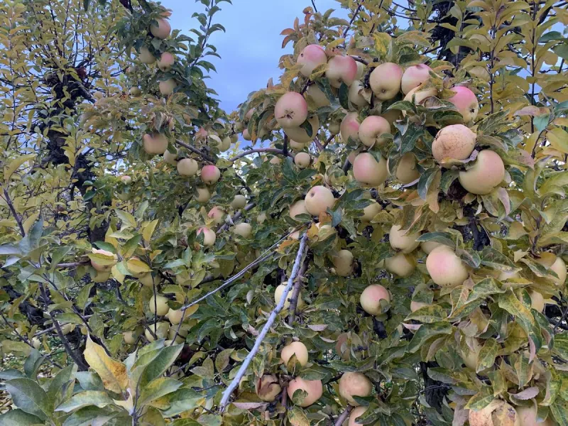 Farm Bureau Warns Economic Losses Expected To Deepen Into 2027