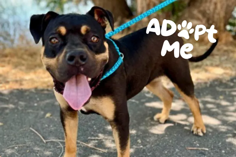 Tri-Cities Shelter Dog Igor Is Leash Trained & Ready for a Couch