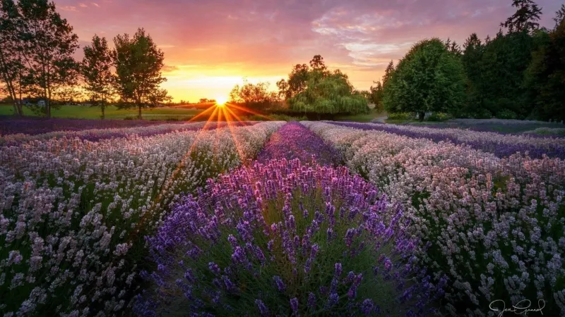 Washington State Ferries warns of delays as Sequim Lavender Festival boosts weekend travel