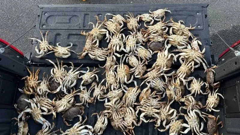 Police seize massive poaching stash, including 'backpack full of crabs' at Westport marina