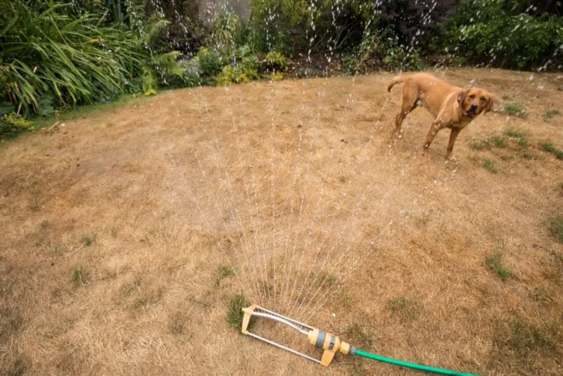 At What Temperature Does Your Lawn Actually Start to Die in Summer?