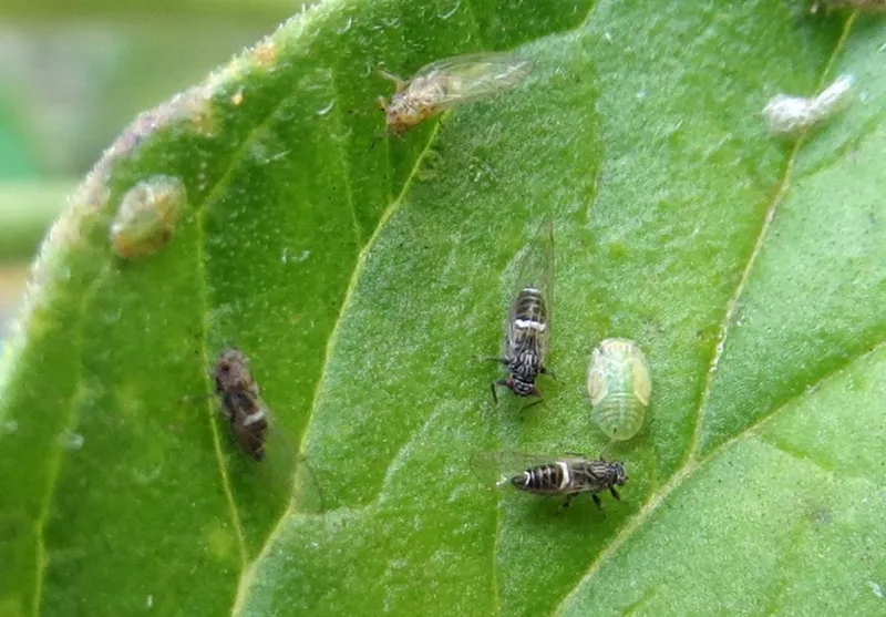 Potato Psyllid Numbers Continue To Increase Across Central Washington