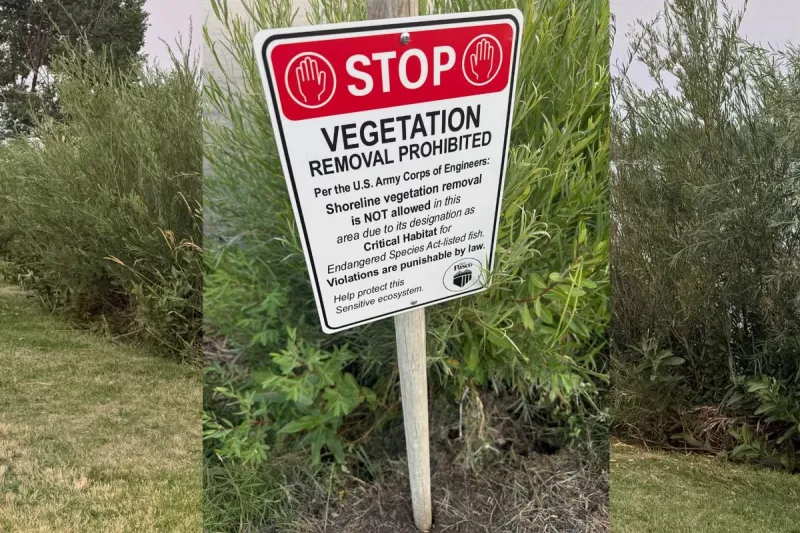 No, You Can NOT Cut the Weeds for the Boat Races, It's Illegal
