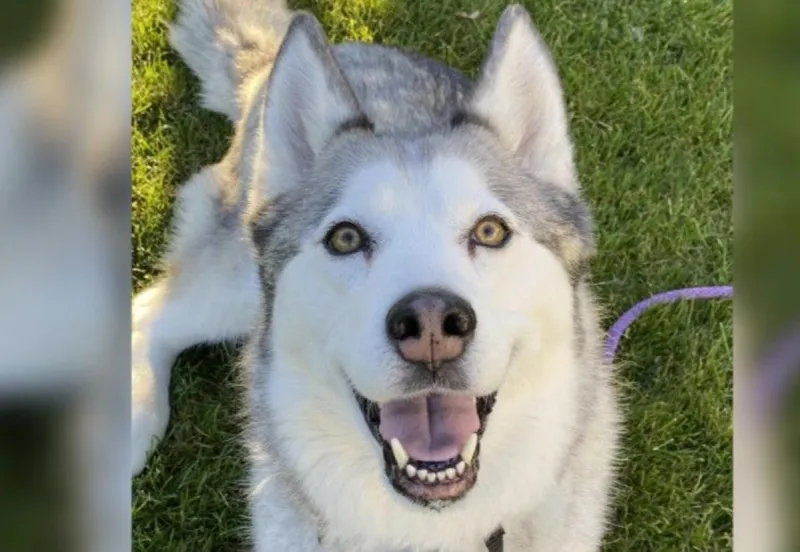 Wet Nose Wednesday: Meet Lulu, a Husky With a Big Heart
