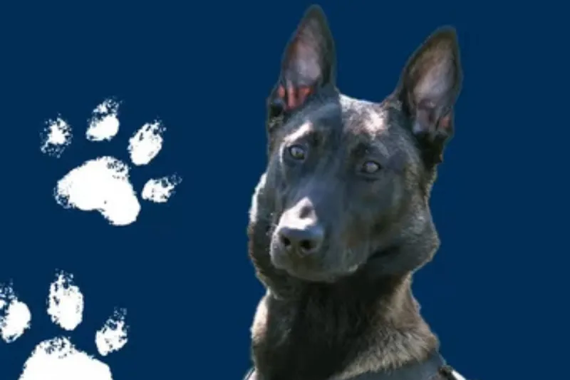 Richland's New K-9 Officer Cody Debuts at National Night Out