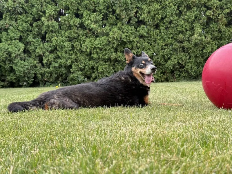 The Goodest Officer: West Richland's Legendary Bait Dog Has Died
