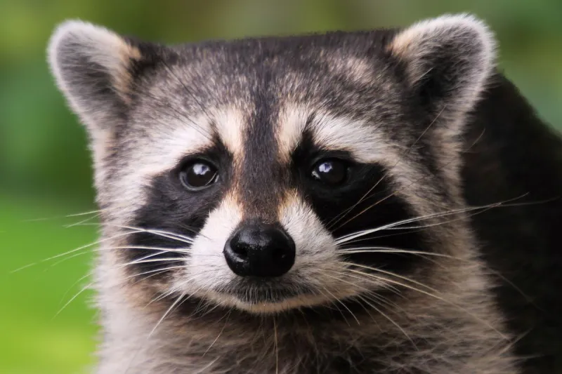 New Jimothy Video Will Make You Go Awww in Cuteness Overload