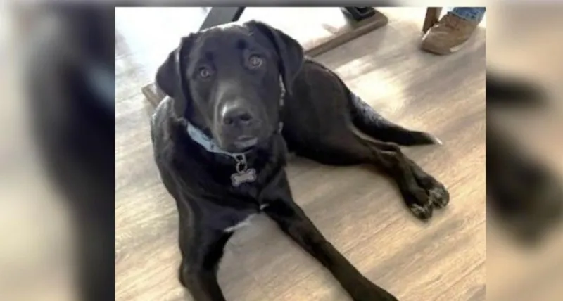 Meet Bo: A Kid-Friendly Pup Ready to Join a Tri-Cities Family