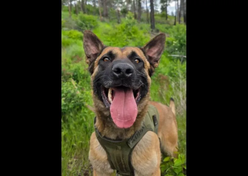 Kootenai County K-9 Pulls Through Surgery After Being Shot in Line of Duty