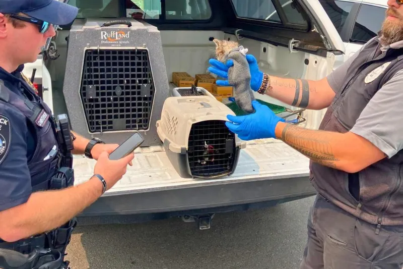 Witness Tip Leads to Kennewick Arrest, 9 Kittens Now in Shelter